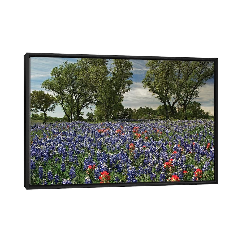 iCanvas "Sand Bluebonnet And Indian Paintbrush Flowers In Bloom, Hill Country, Texas" by Tim Fitzharris Framed Canvas Print