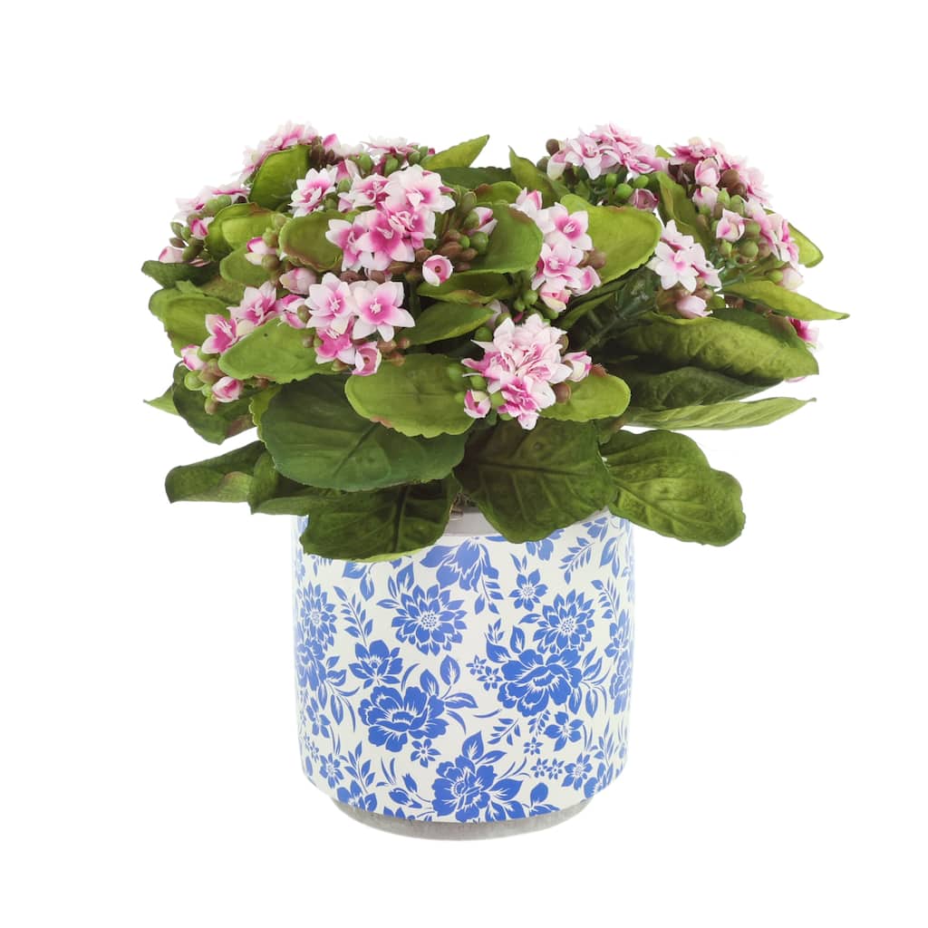 Kalanchoes in Decorative Ceramic Pot