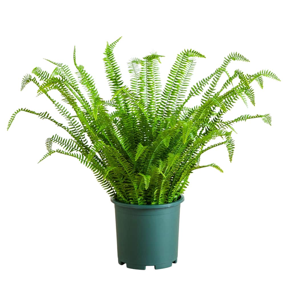 3-ft UV Resistant Artificial Boston Fern Plant (Indoor/Outdoor) - Green