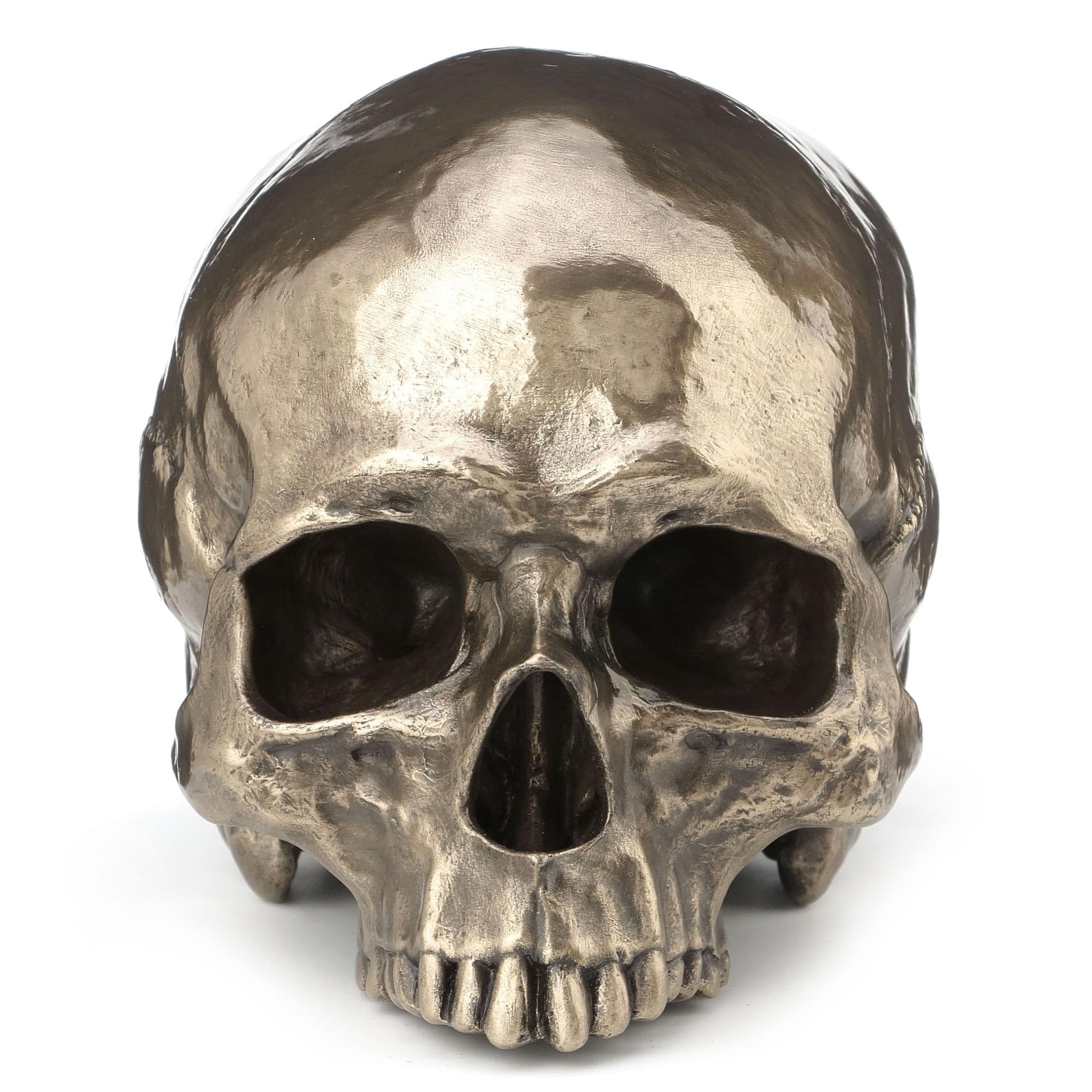 7.68 in L Human Skull (Jawless), Poly Resin