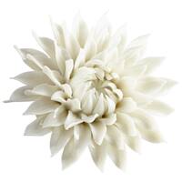 Cyan Design Home Decor Shop Our Best Home Goods Deals Online At
