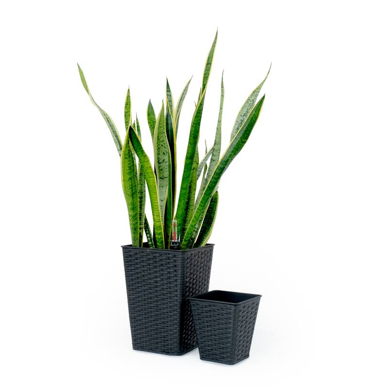 DTY Signature Square Wicker Planters