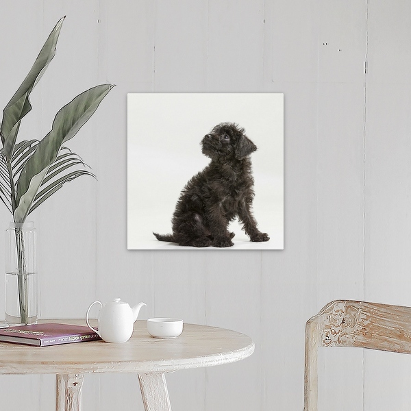A Miniature Pinscher and Toy Poodle mix