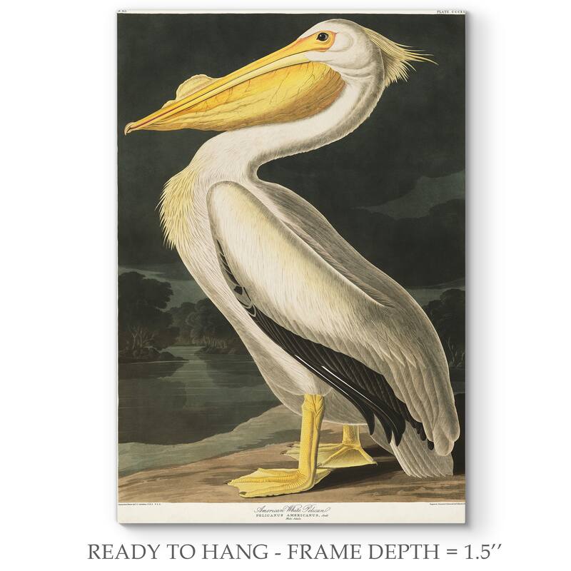 Pl 311 American White Pelican-Premium Gallery Wrapped Canvas