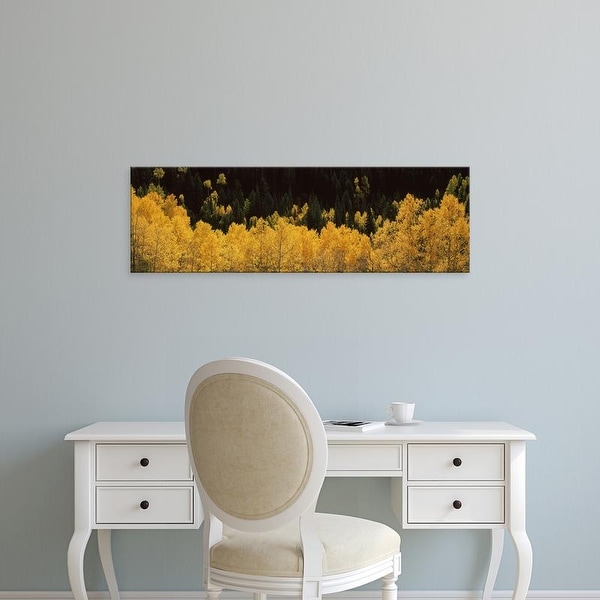 Easy Art Prints Panoramic Images's 'Aspen trees in a forest, Telluride, San Miguel County, Colorado, USA' Canvas Art