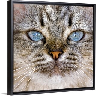 Shop Beautiful Blue Eyes Of A Longhaired Cat Black Float Frame Canvas Art Overstock 25515783