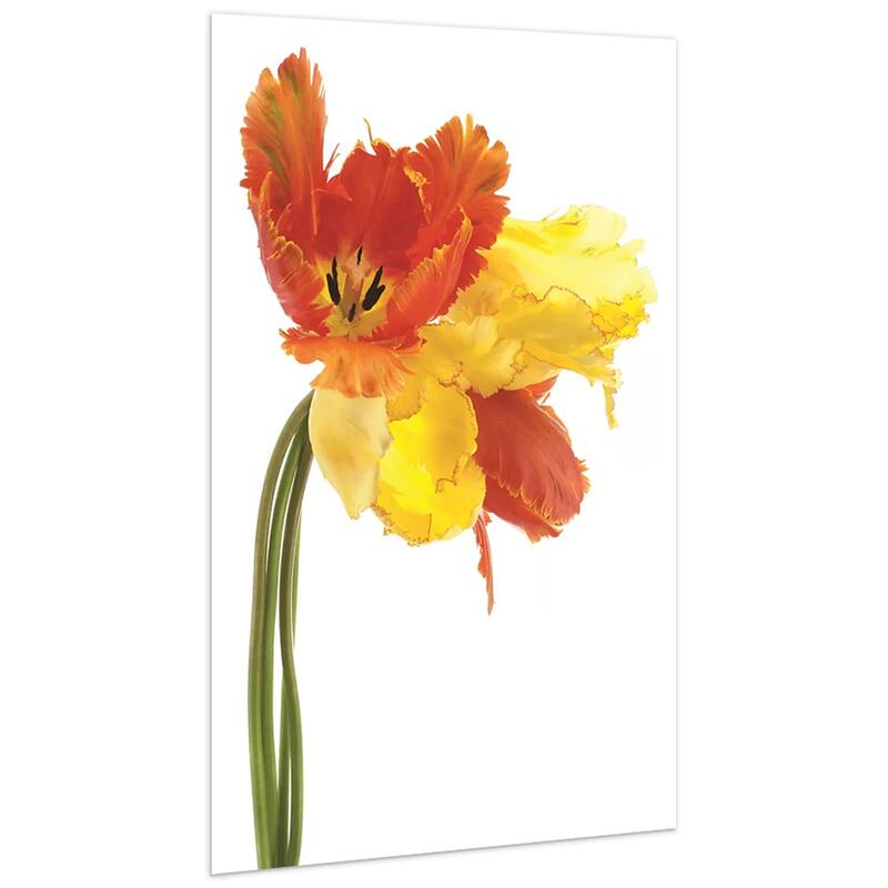 Empire Art 'Orange Yellow Parrot Tulip' Frameless Free-floating Tempered Art Glass