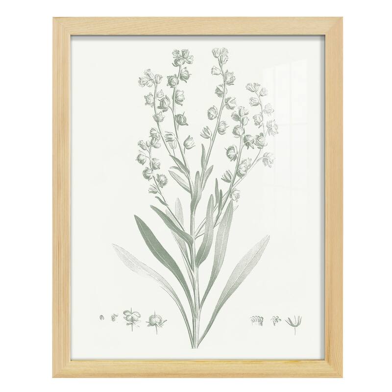 Botanical Study in Sage I -Framed Print w/glass-Cherry Red - 12x15 - Natural