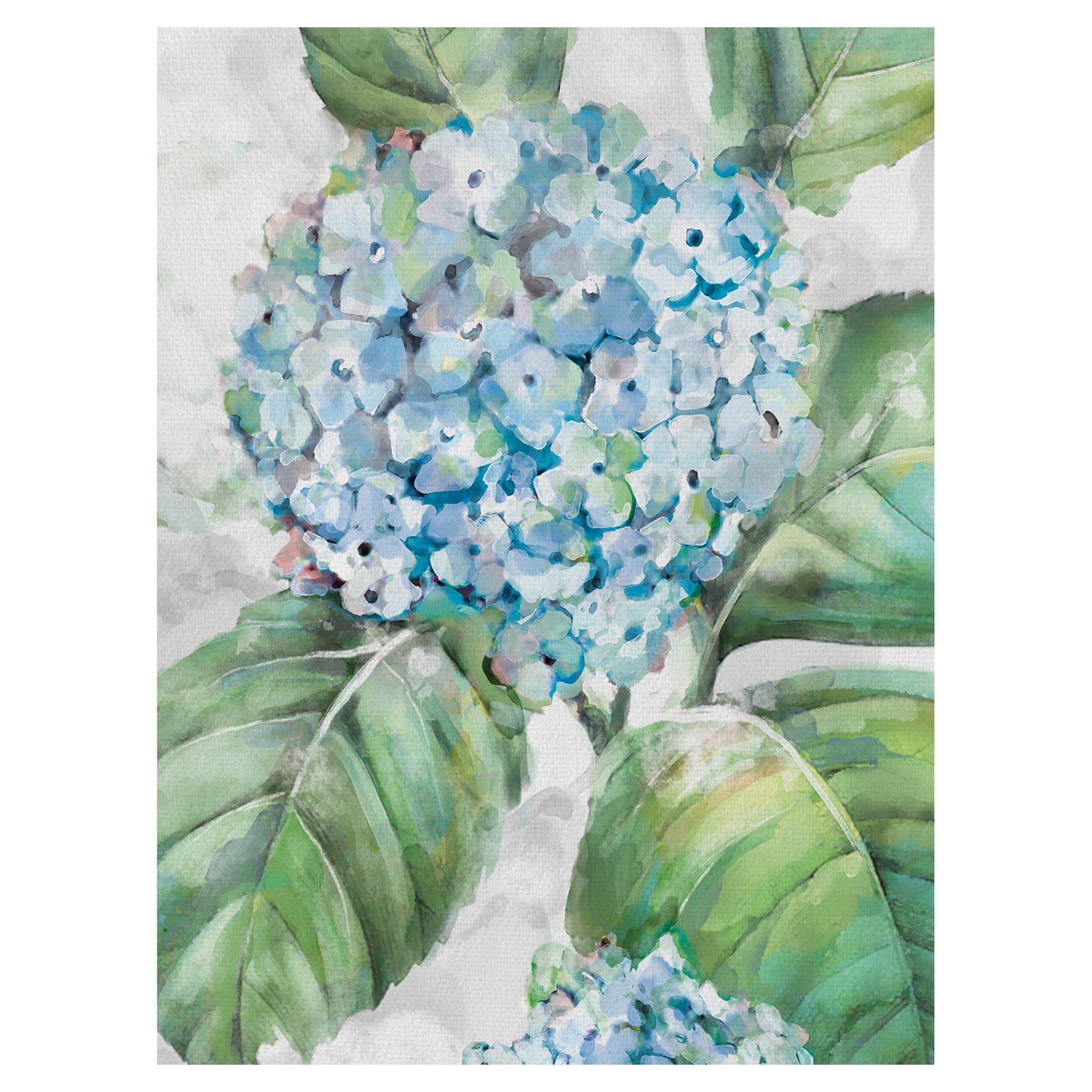 Hydrangea Portraits II Canvas Art Print