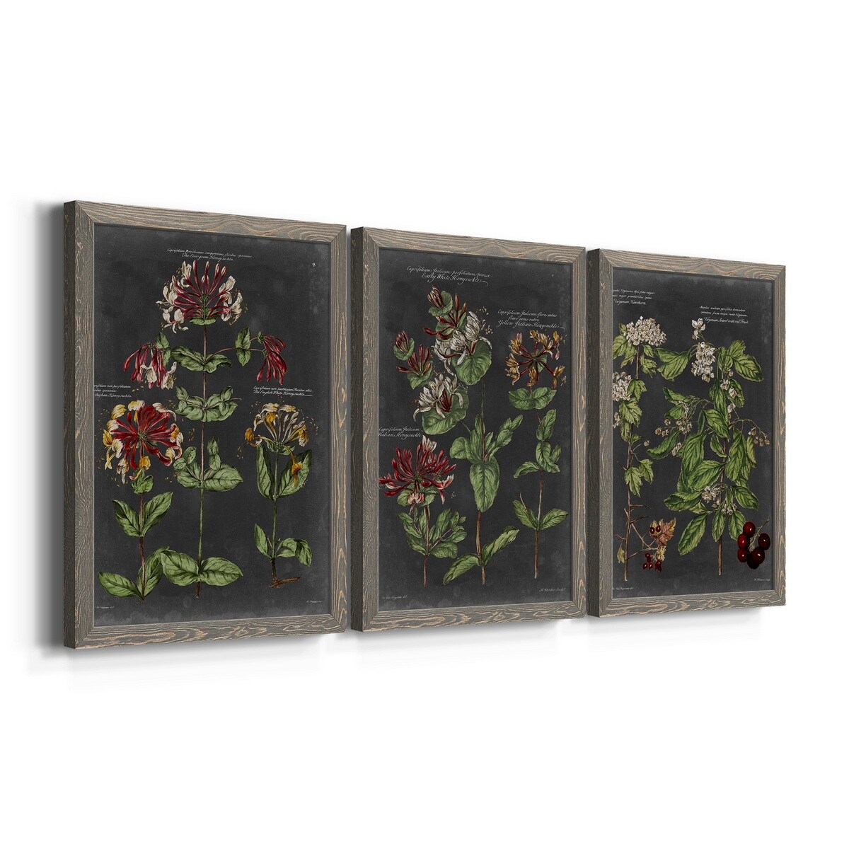Vintage Botanical Chart I-Premium Framed Canvas - Ready to Hang