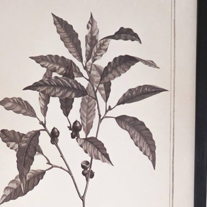 HomeRoots Set of Two Black And White Flower Framed Art