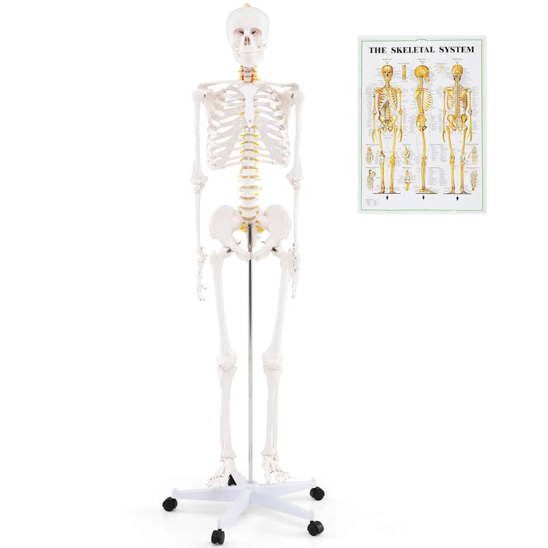 Costway 70.8" Life Size Human Skeleton Model Anatomical Skeleton with - as pic shows - See Details - as pic shows