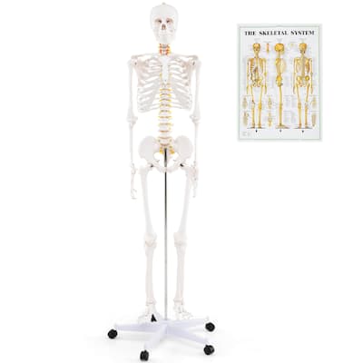 Costway 70.8" Life Size Human Skeleton Model Anatomical Skeleton with - as pic shows - See Details