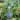 Outdoor Hanging Bird Feeder Blue Mosaic Fly-Through Design - 6"