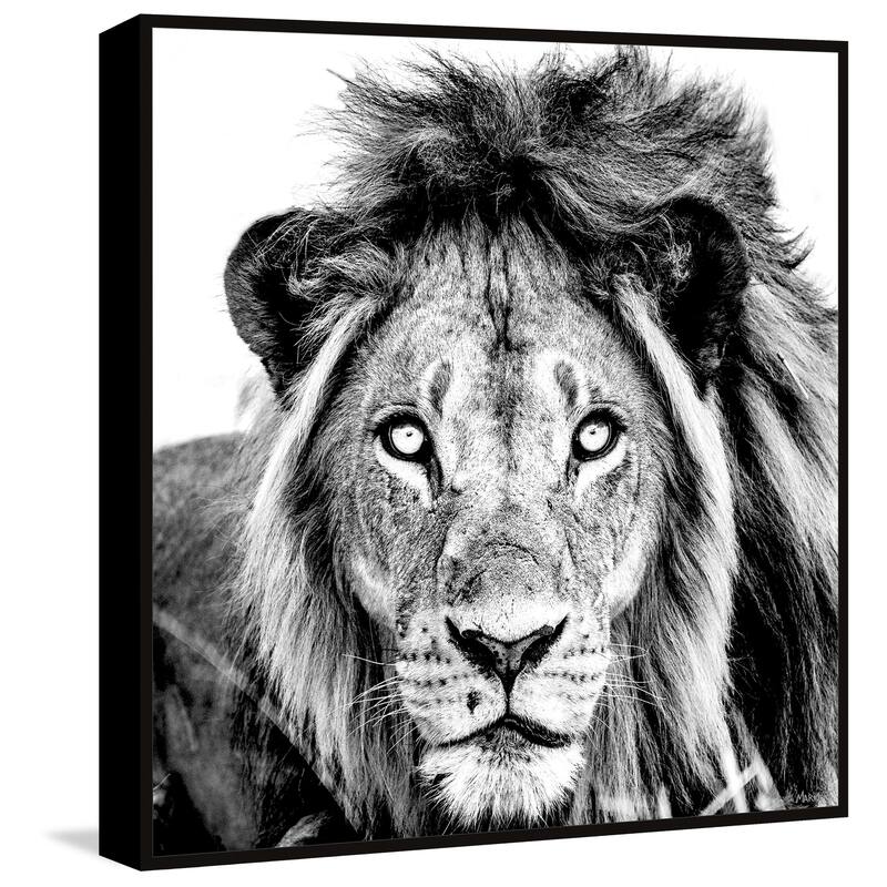 Mighty Lion Floater Framed Print on Canvas