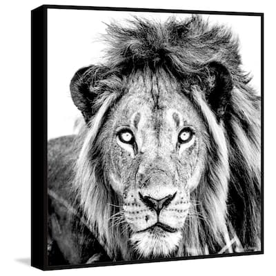 Mighty Lion Floater Framed Print on Canvas