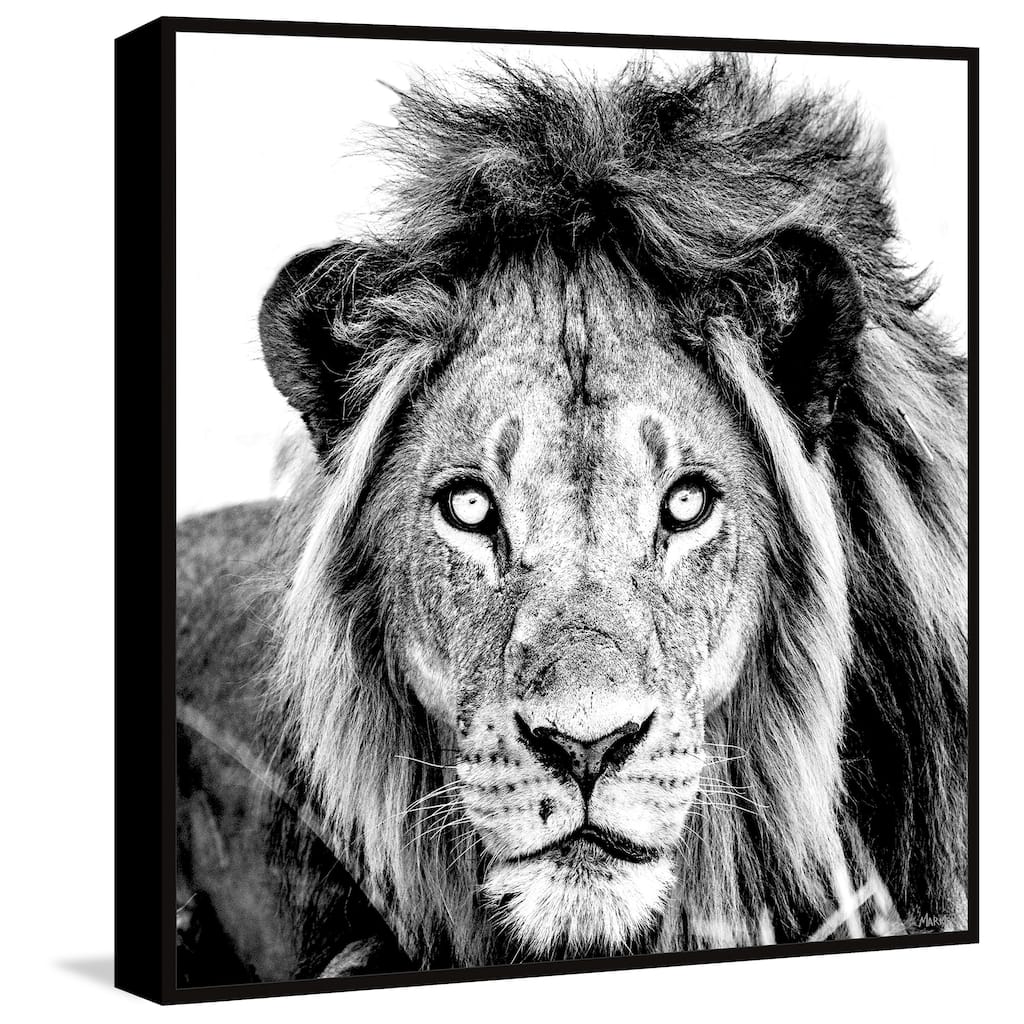Mighty Lion Floater Framed Print on Canvas