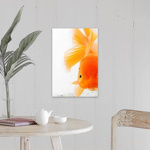 Shop Orange Lionhead Goldfish Carassius Auratus Hooded Variety