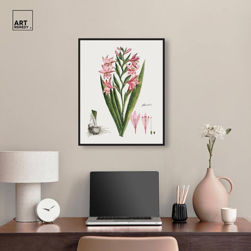 Gladiolus Carneus Canvas by Art Remedy