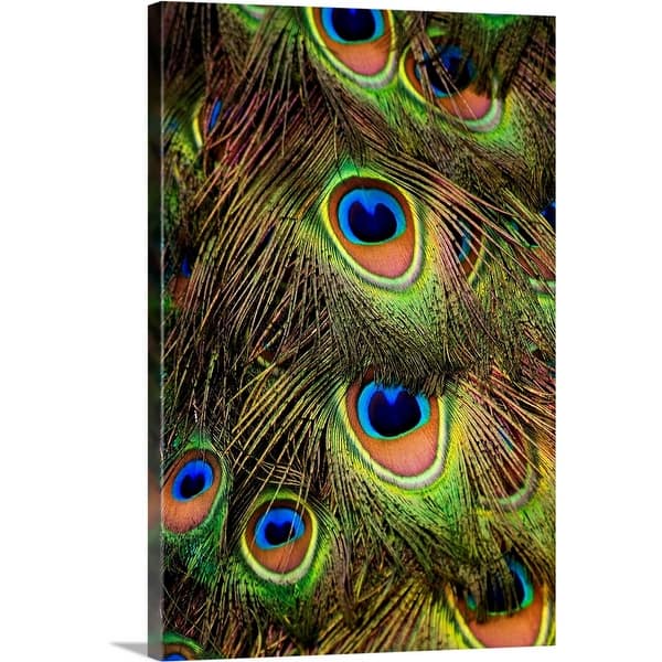 Shop Close Up Of The Tail Feathers Of An Indian Peacock Canvas Wall Art Overstock 16450507