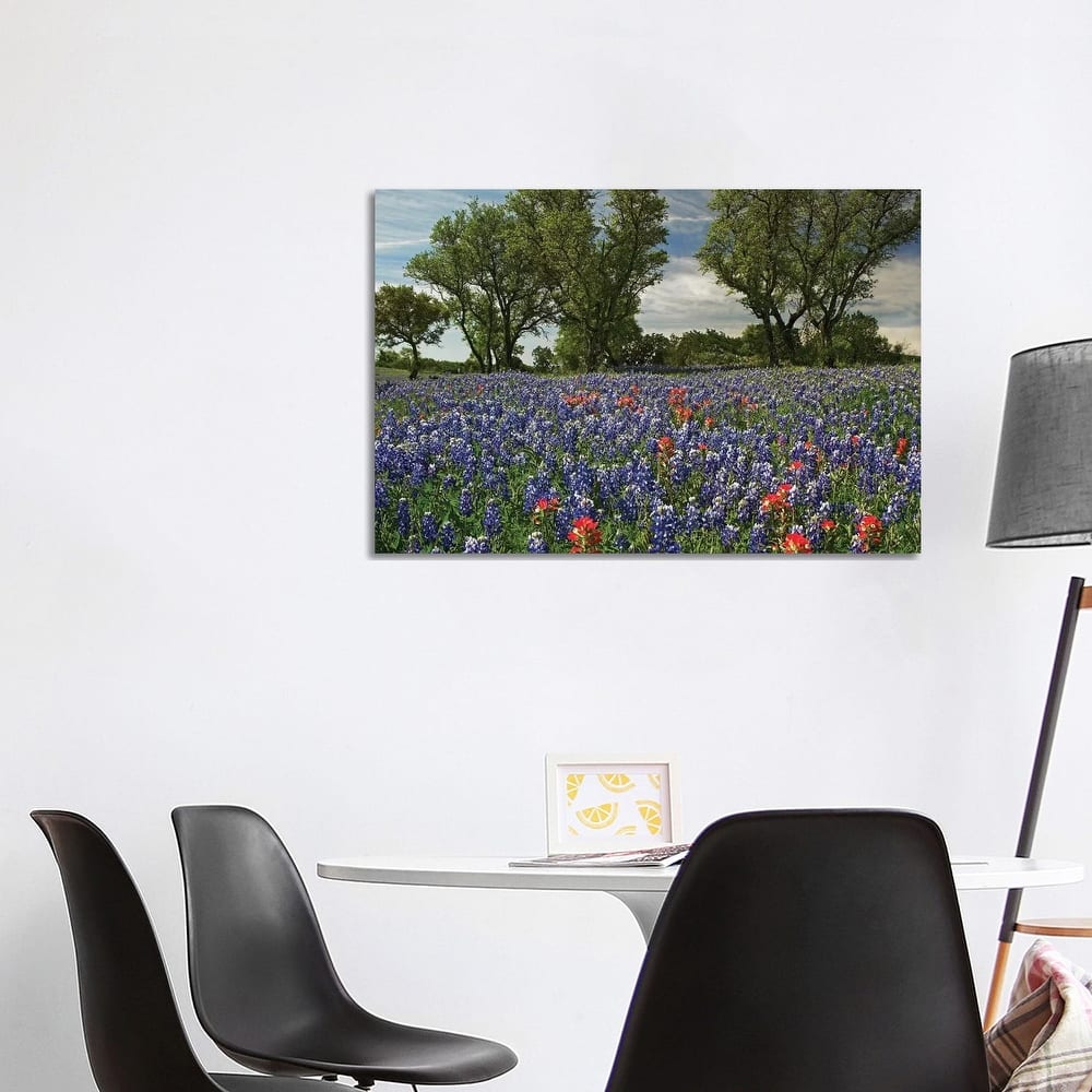 iCanvas "Sand Bluebonnet And Indian Paintbrush Flowers In Bloom, Hill Country, Texas" by Tim Fitzharris Canvas Print