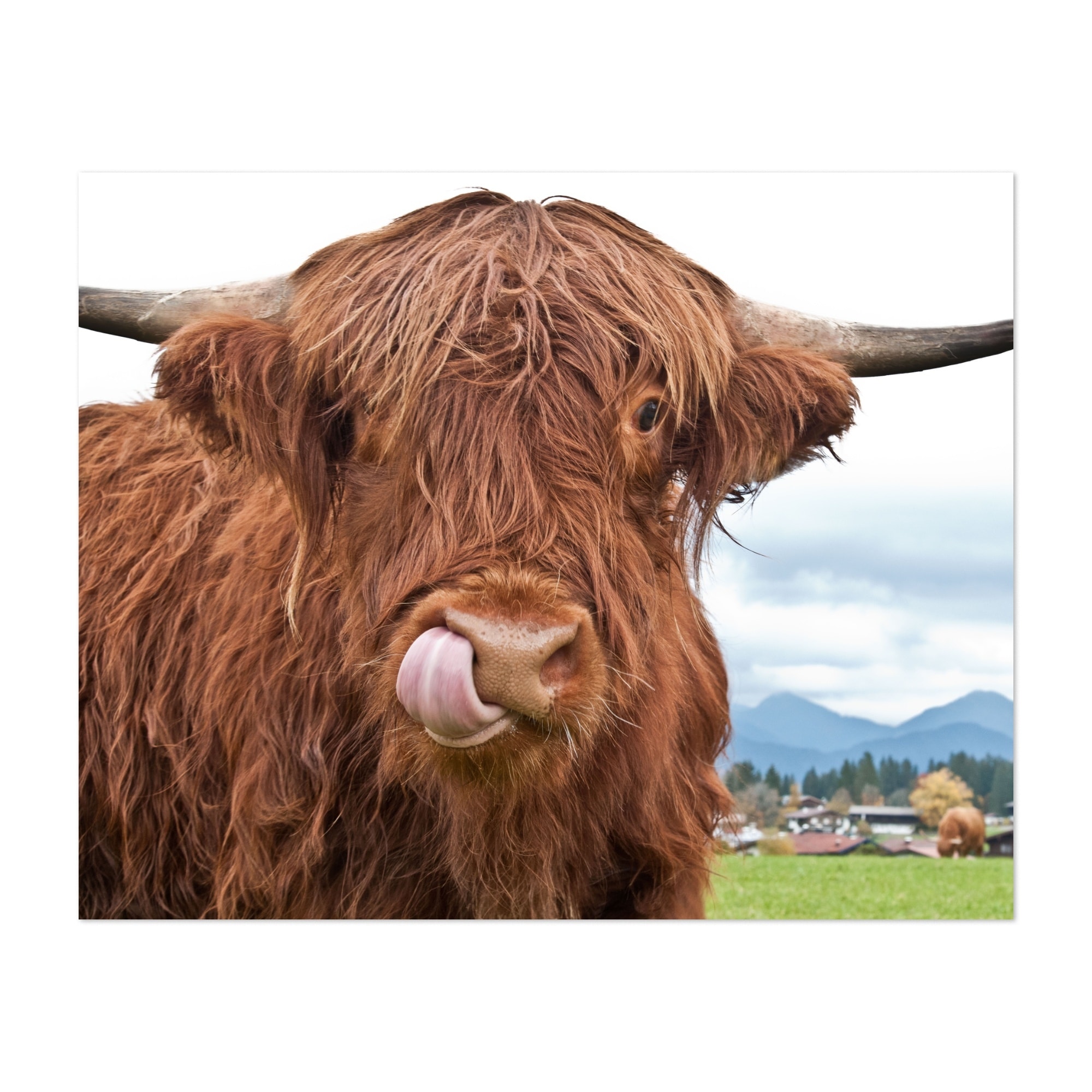 cow photo studio