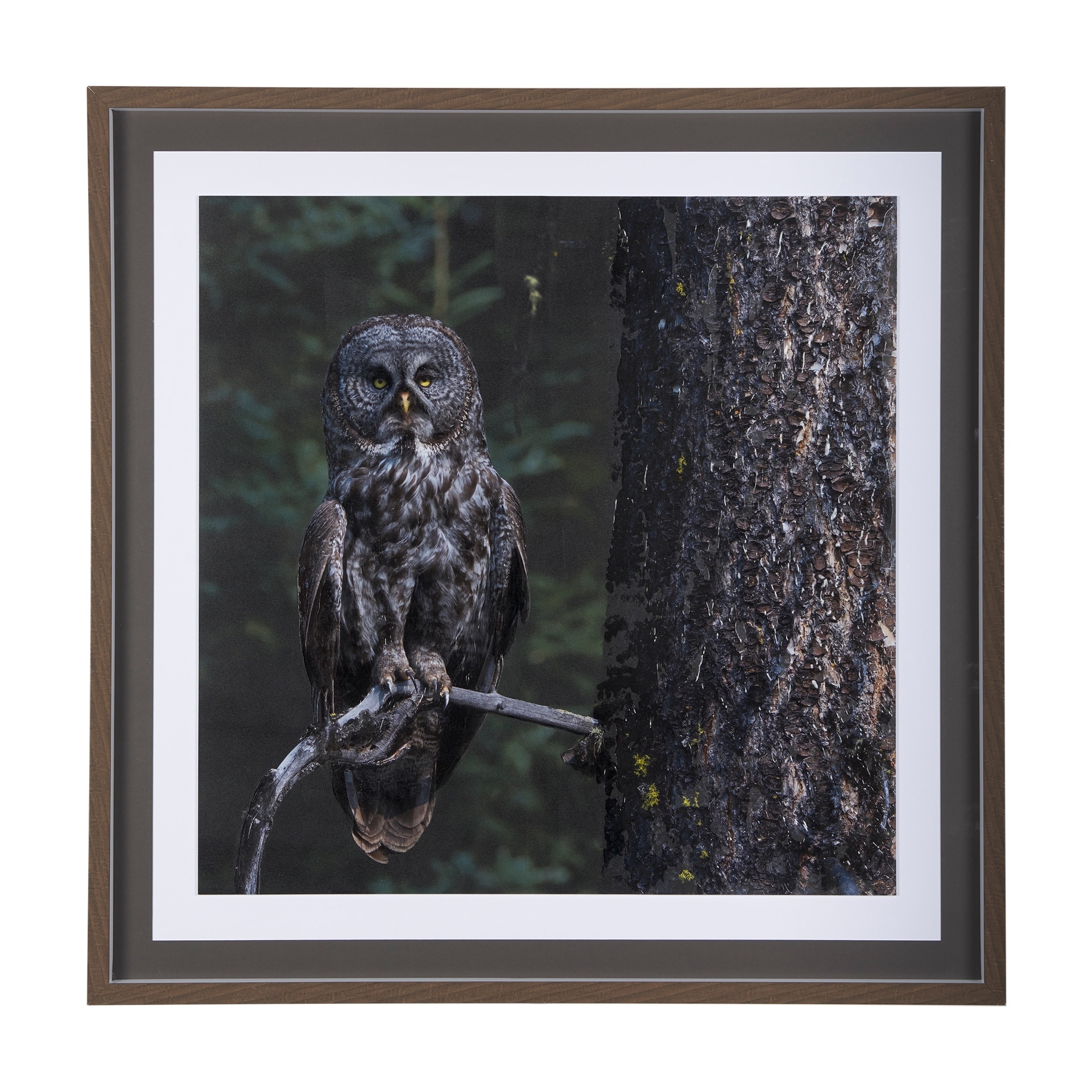Mercana Night Owl by Chad Mackay a Hand Embellished Textured Framed Photo Art Print Matted under Glass