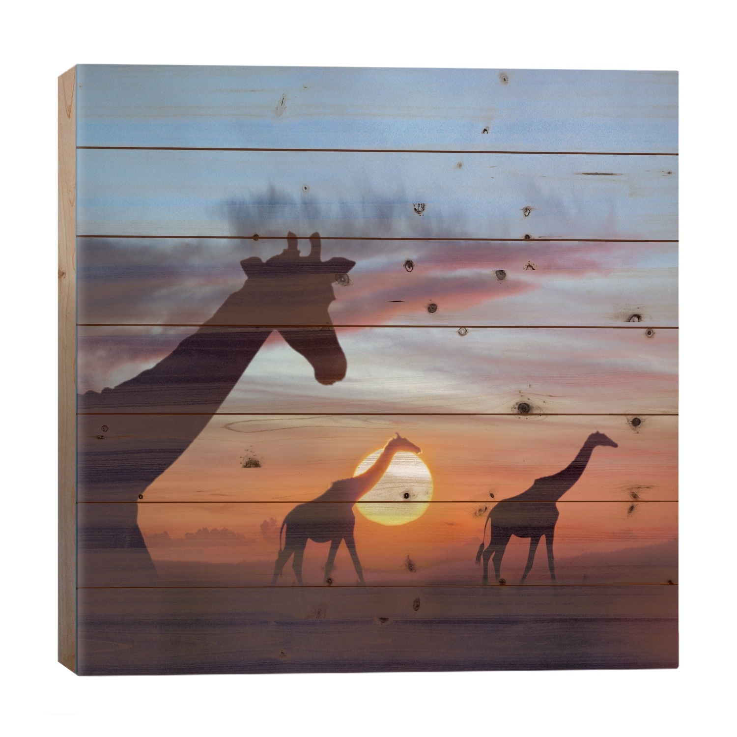 Masai Giraffe Trio At Sunrise, Masai Mara, Kenya, Composite Image Print On Wood by Tim Fitzharris - Multi-Color