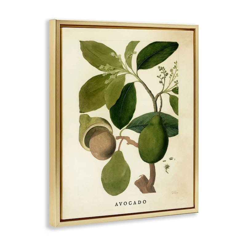Stupell Vintage Avocado Plant Framed Floater Canvas Wall Art Design By Lil' Rue