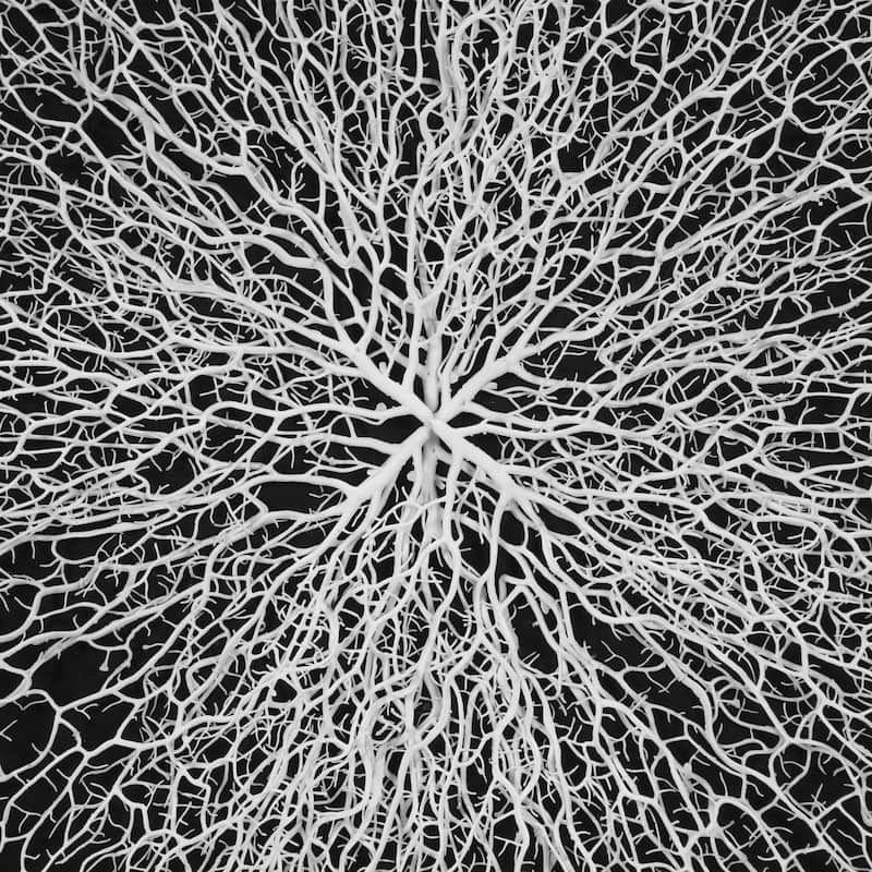 HUJI Roots On Linen Wall Art Decorative Accent