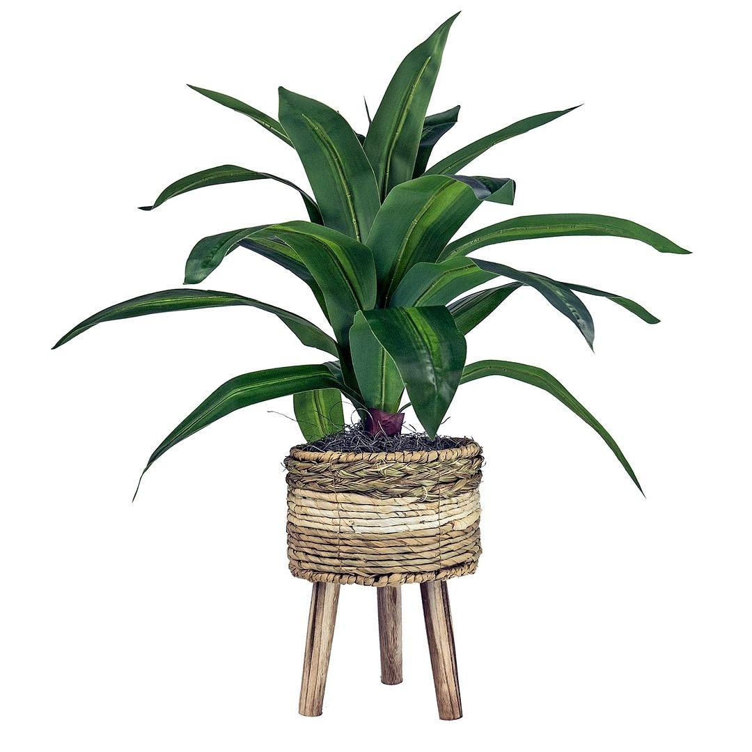 24-inch Artificial Dracaena Plant in Tri-Color Basket Stand