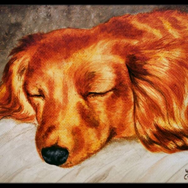 Shop Carolines Treasures Amb1202jmat Red Longhaired Dachshund