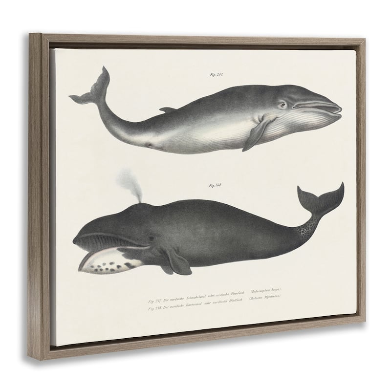 Stupell Vintage Whale Study Diagrams Framed Floater Canvas Wall Art Design By Phillipa Katz