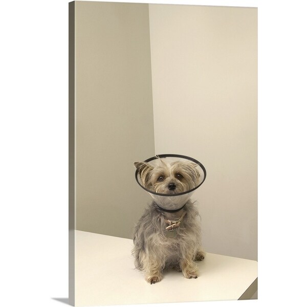 "Terrier dog wearing protective collar, close-up" Canvas Wall Art