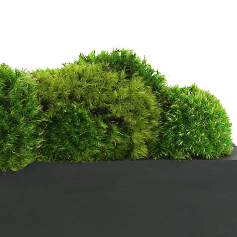 Mood Moss Arranged in a Fiberstone Planter - Green