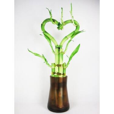 9GreenBox - Live Heart Shape 6 Style Lucky Bamboo Plant Arrangement w/ Tall Glass Vase 9GreenBox - Live Heart Shape 6 Style Lucky Bamboo Plant Arrangement w/ Tall Glass Vase