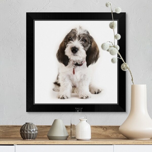 griffon vendeen for sale