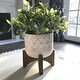 preview thumbnail 1 of 2, Tea Plant in Ceramic Footed Pot - ONE-SIZE