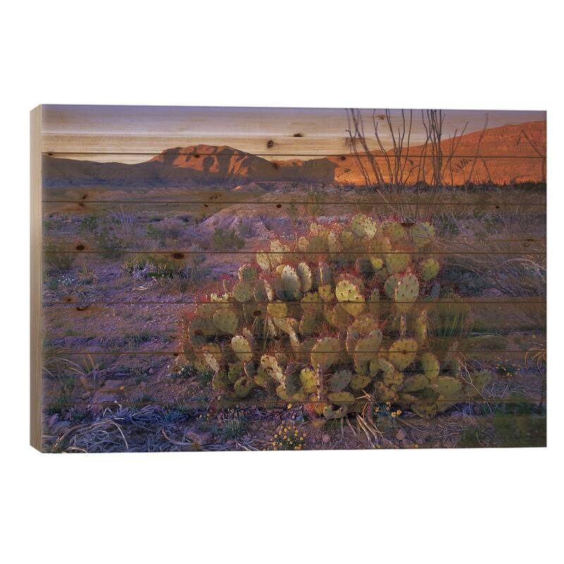 Opuntia In Chihuahuan Desert Landscape, Big Bend National Park, Texas Print On Wood by Tim Fitzharris - Multi-Color - 26x40x1.5