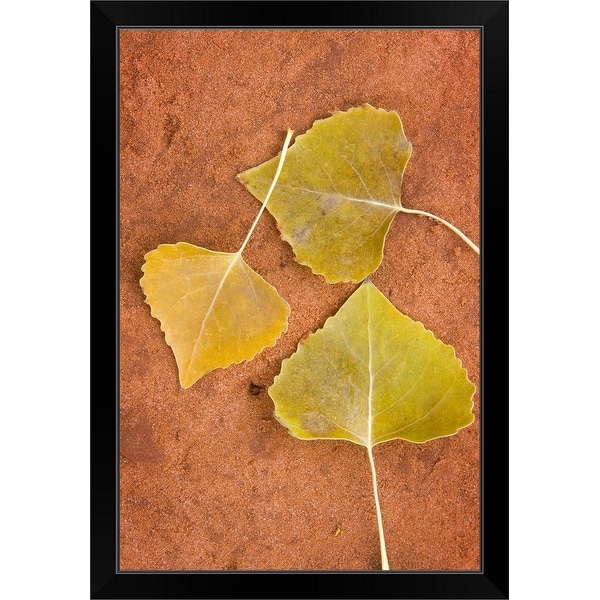 "Cottonwood leaves" Black Framed Print