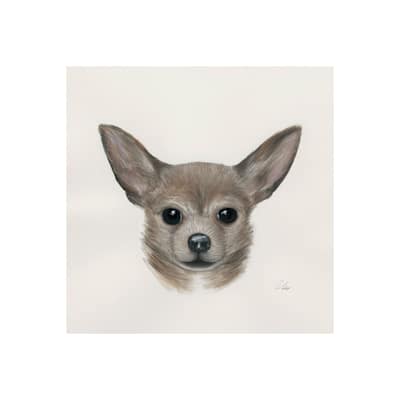 Charlote (Chihuahua) (20 x 20) Canvas Art Print