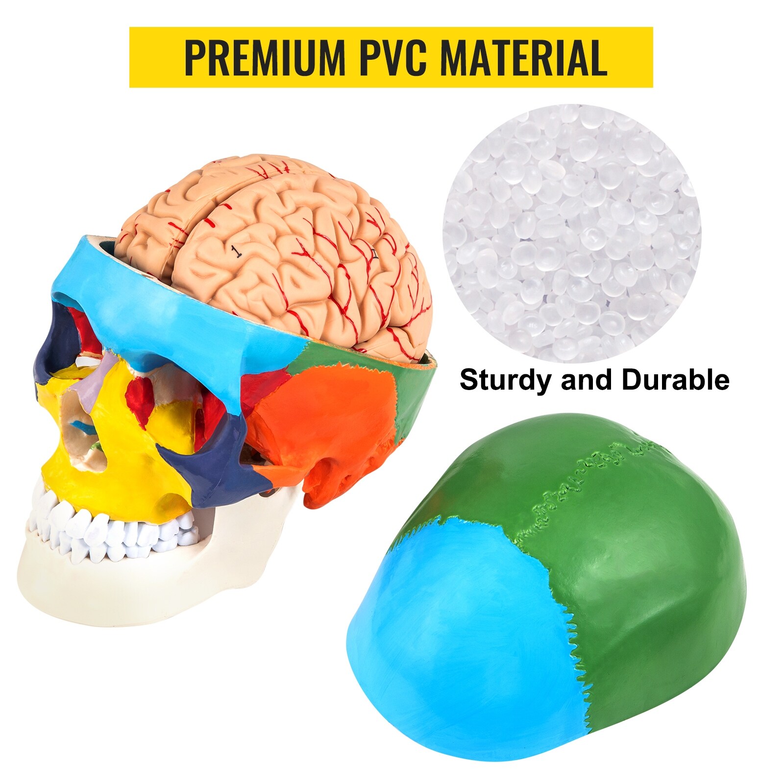 VEVOR PVC 8-Parts Labeled Brain Human Skull Anatomy Life-Size