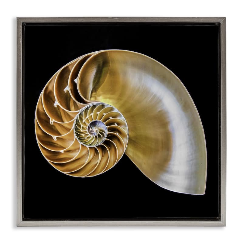 Stupell Tan Nautilus Shell on Black Framed Floater Canvas Wall Art Design By Mary Lou Johnson - 21 x 17 - Grey