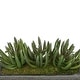 preview thumbnail 6 of 4, Faux Senecio Garden in Black Sandy-Texture Ceramic Vase
