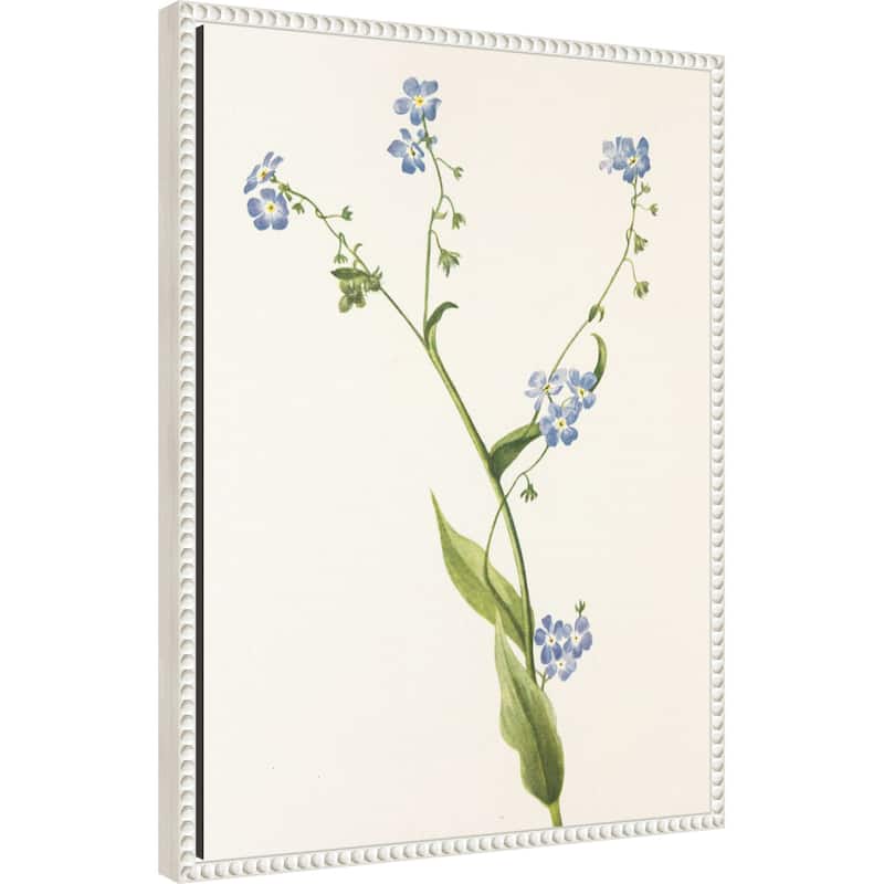 Bur Forget Me Not From North American Wildflowers (1925) by Mary Vaux Walcott (18 x 24 in.), Framed Canvas Wall Art Print