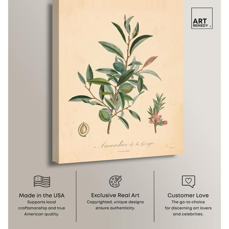 Almond of Georgia I Canvas by Art Remedy, Gallery Wrapped