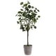 preview thumbnail 2 of 3, SAFAVIEH Faux Polyscias Fruticosa Potted Tree - 16.9" W x 13" L x 49" H