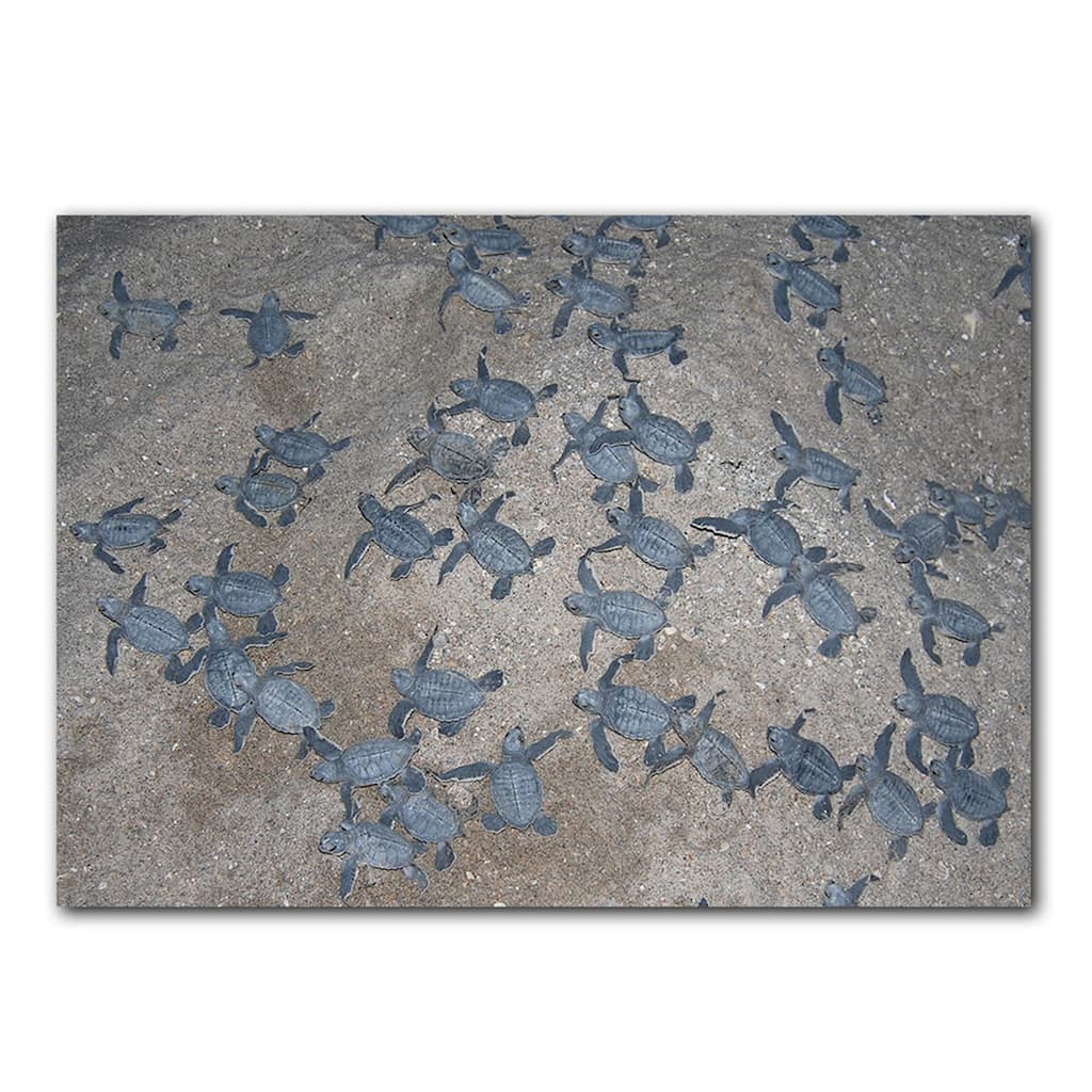 Ready2HangArt 'Turtle Hatchlings' Wrapped Canvas Wall Art