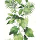 Option Summer Fern