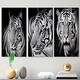 Designart 'Monochrome Portrait Of A White Tiger VI' Traditional Art Set ...